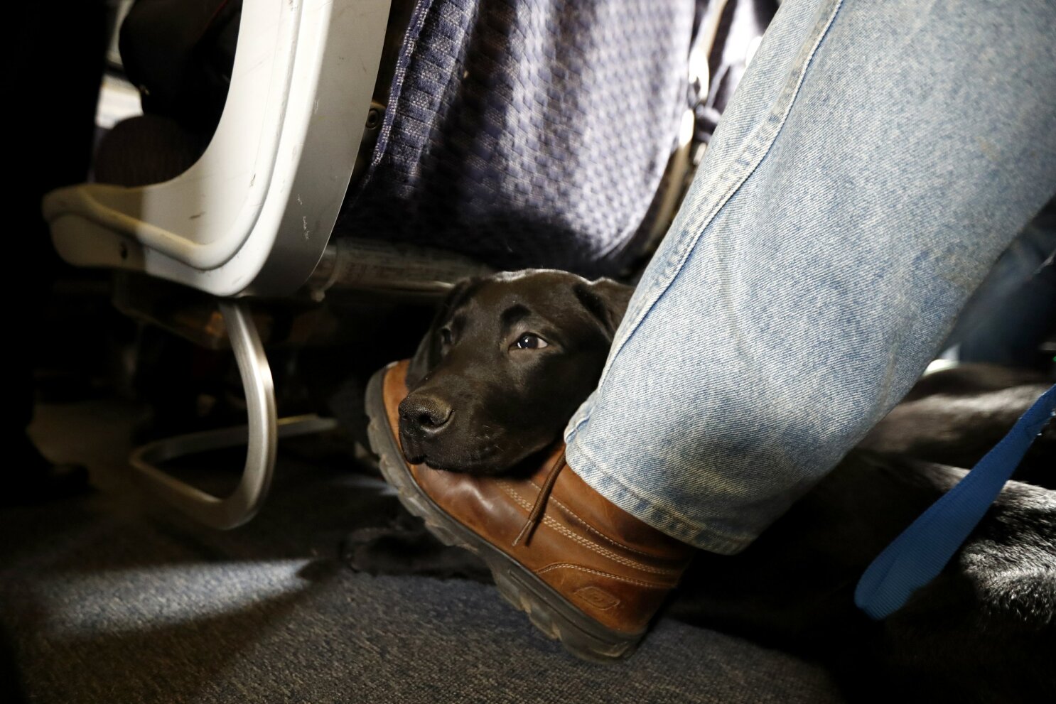 Taking a dog on american airlines on sale